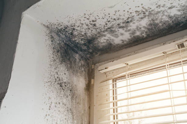 Affordable Attic Mold Remediation solutions in Jamestown, NC
